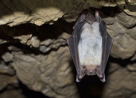 Bat Closeup